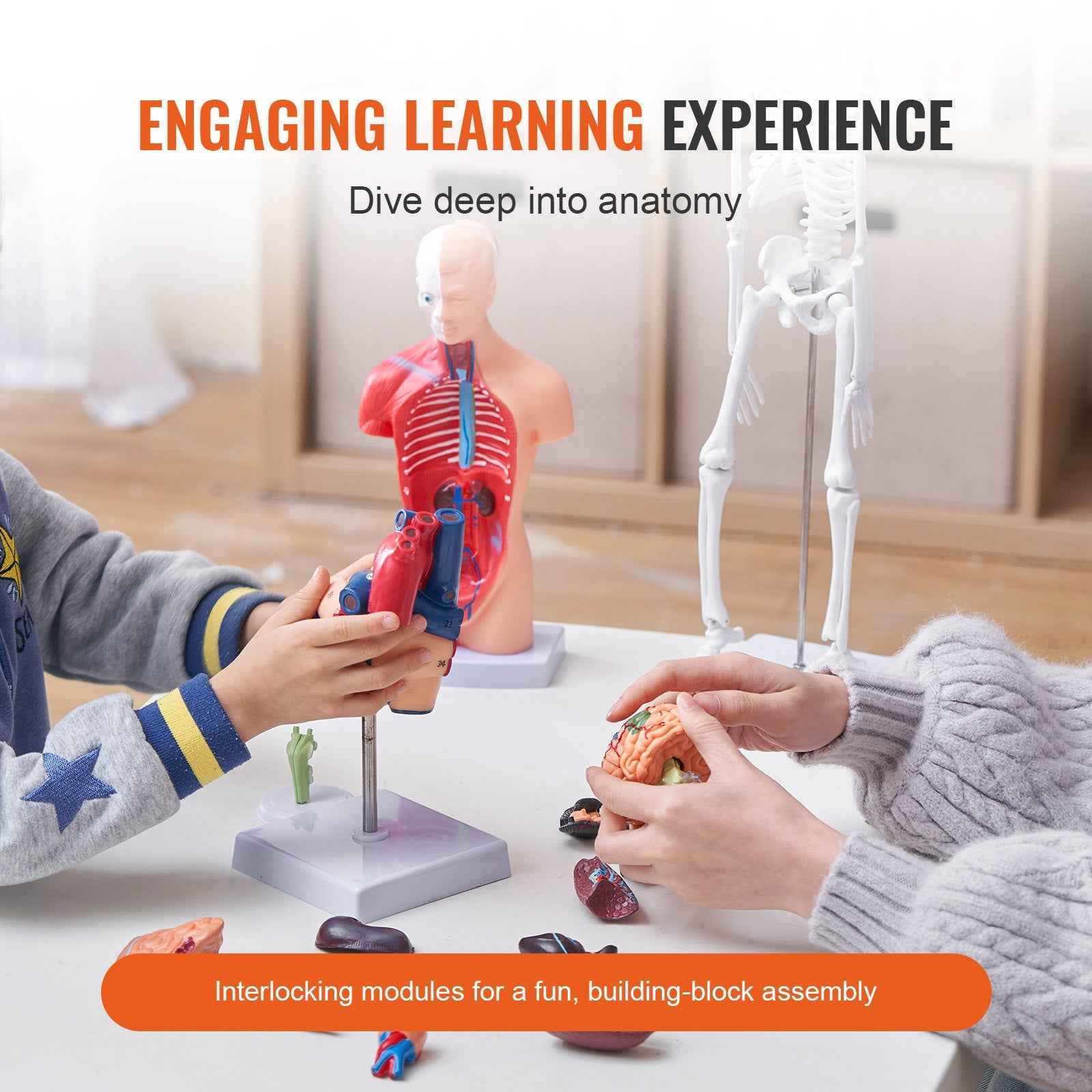 Human Anatomy Models Bundle Set, Brain, Human Torso Body, Heart, Skeleton Model Set Of 4, Hands-on 3D Model Study Tools Teaching Models For Physiology Students Or As Educational Kit For Kids