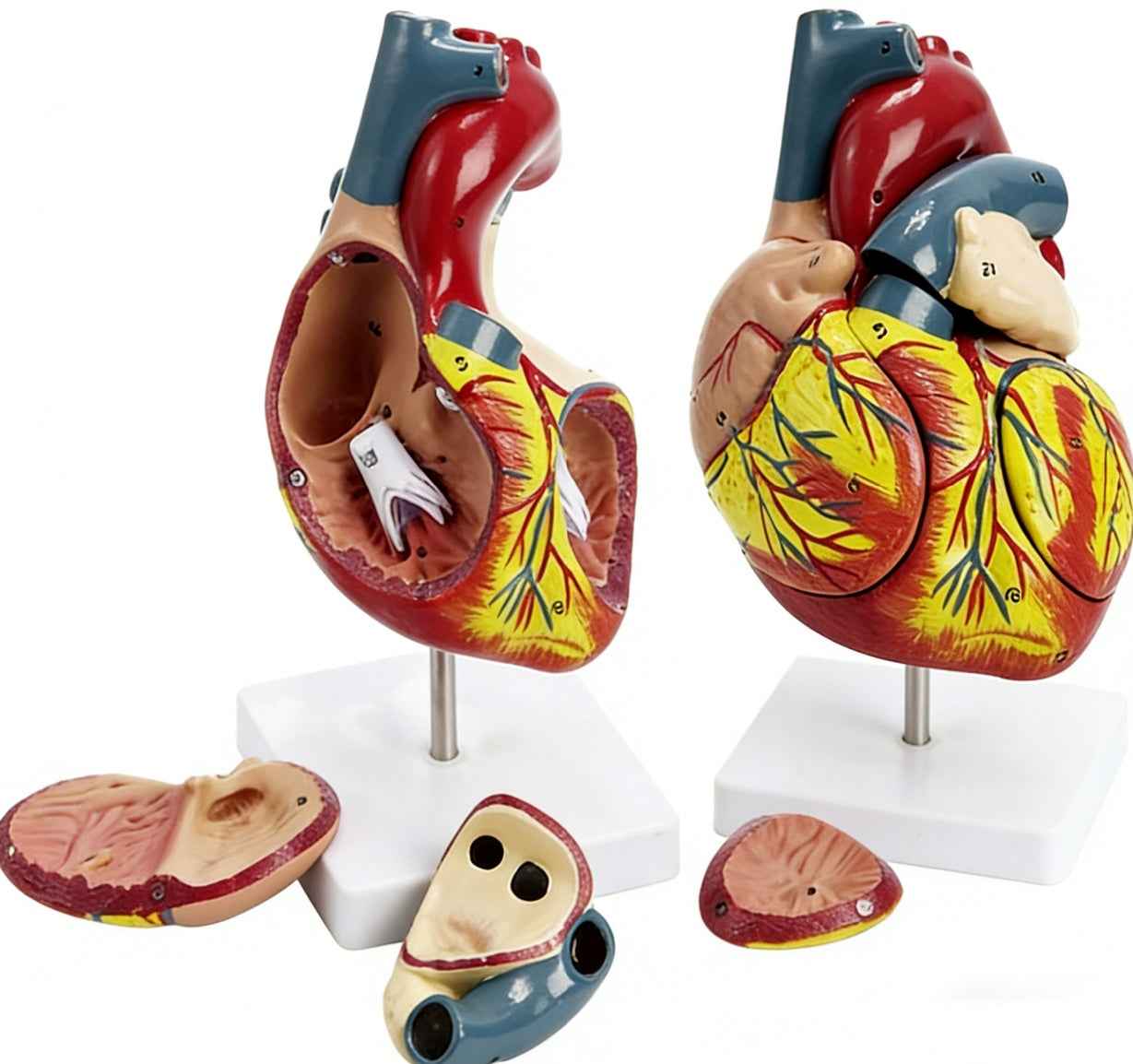 Life-Size Human Heart Anatomy Model – 2-Part Anatomically Accurate Medical Teaching Replica with Display Stand & Study Guide