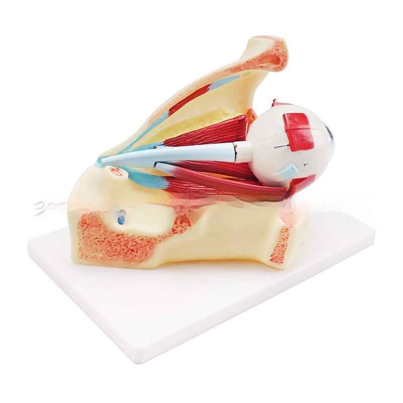 3X Enlarged Human Eye Orbital Anatomical Model, Human Medical Eye Anatomical Model, Eyeball Orbital Model Showing Optic Nerve Cornea Iris Lens for Medical Classroom
