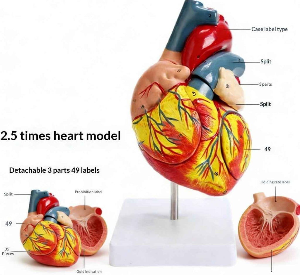 Life-Size Human Heart Anatomy Model – 2-Part Anatomically Accurate Medical Teaching Replica with Display Stand & Study Guide